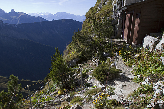 The alpine garden of Rochers de Naye